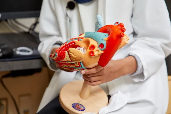 doctor holding a model of a heart